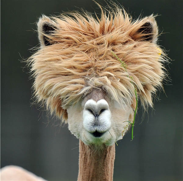 capelli alpaca 